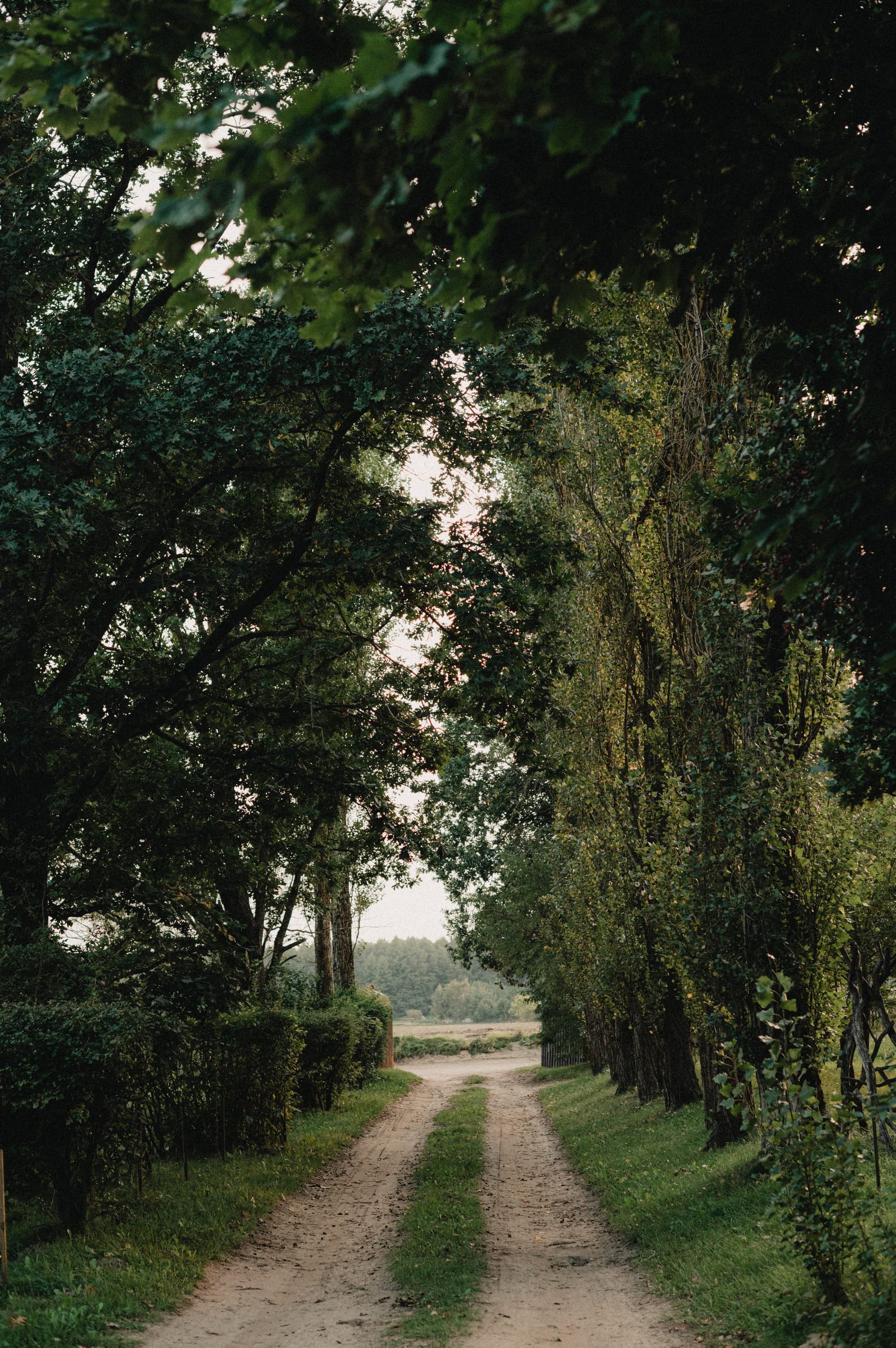 Droga do dworku w Szteklinie - lasy i natura